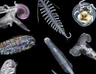 Zooplankton