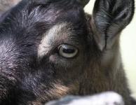 Waarneemreis 2011 : Varages