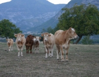 Les Jurans 2007